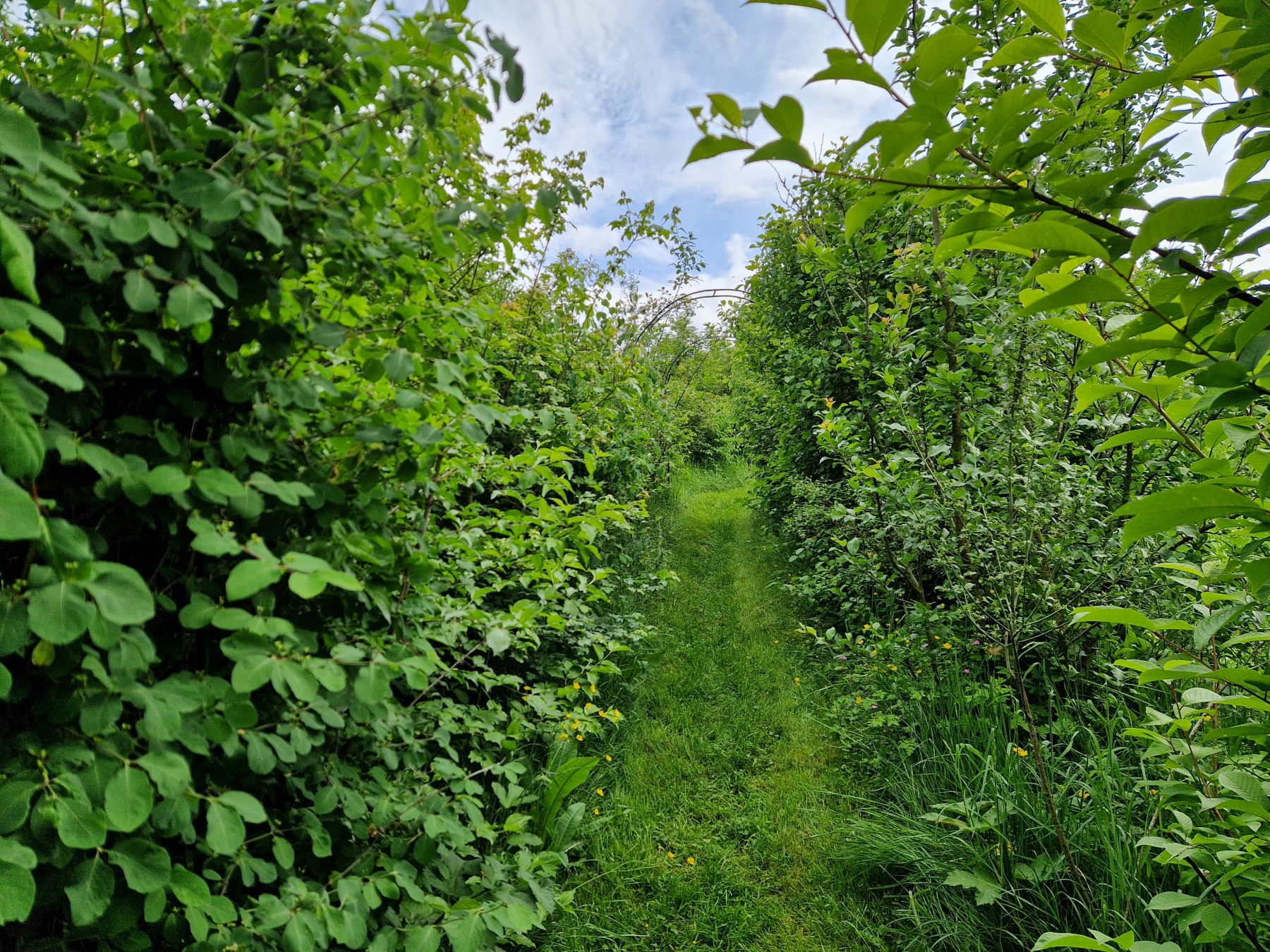 Gemengde heg/Vogelbosje 